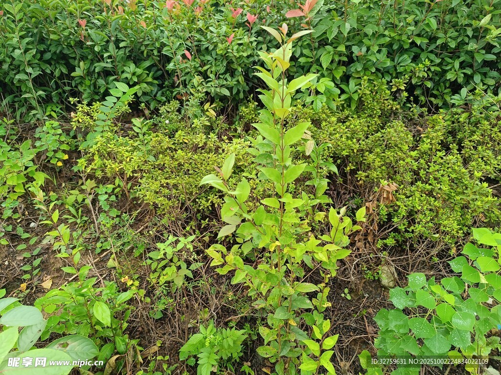 綠意盎然的植物景觀
