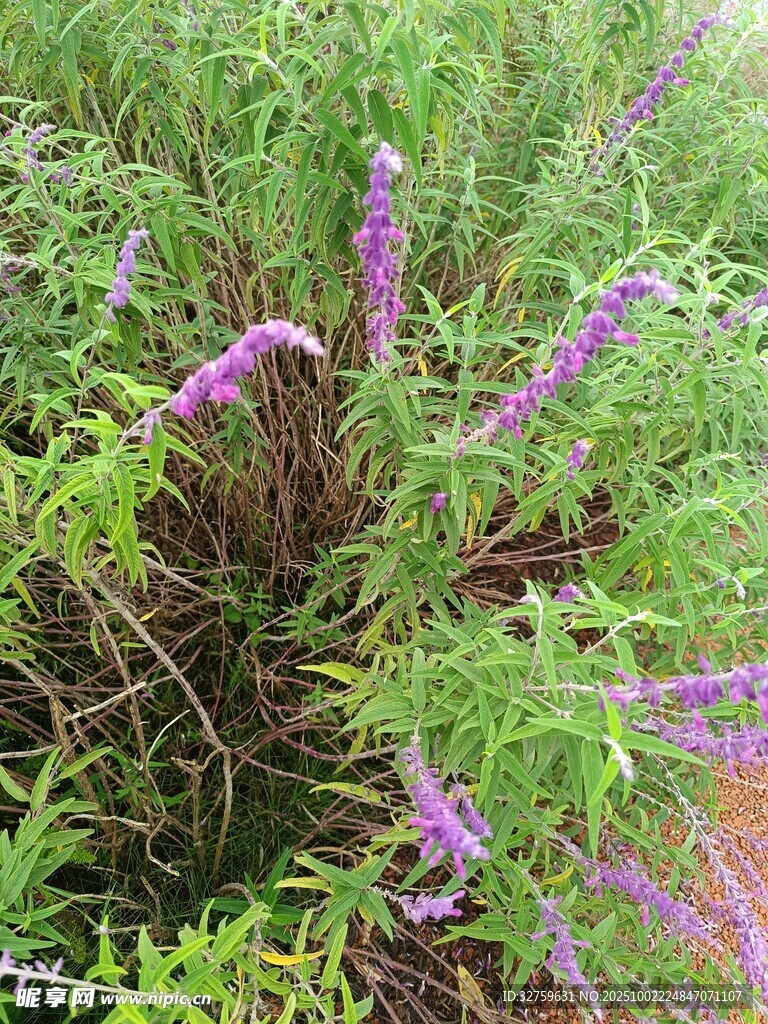 紫色花叢中的綠色植物