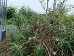 野外繁茂的綠色植物景觀