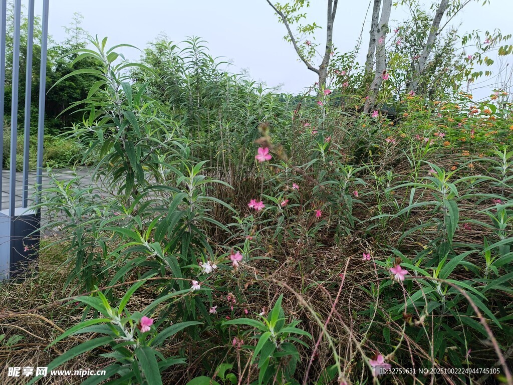野外繁茂的綠色植物景觀