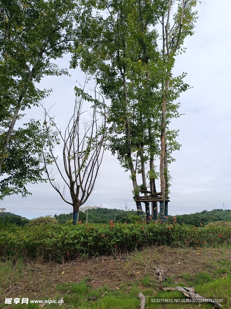 野外樹木景觀