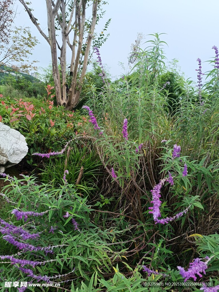 紫色花卉點綴的自然景致