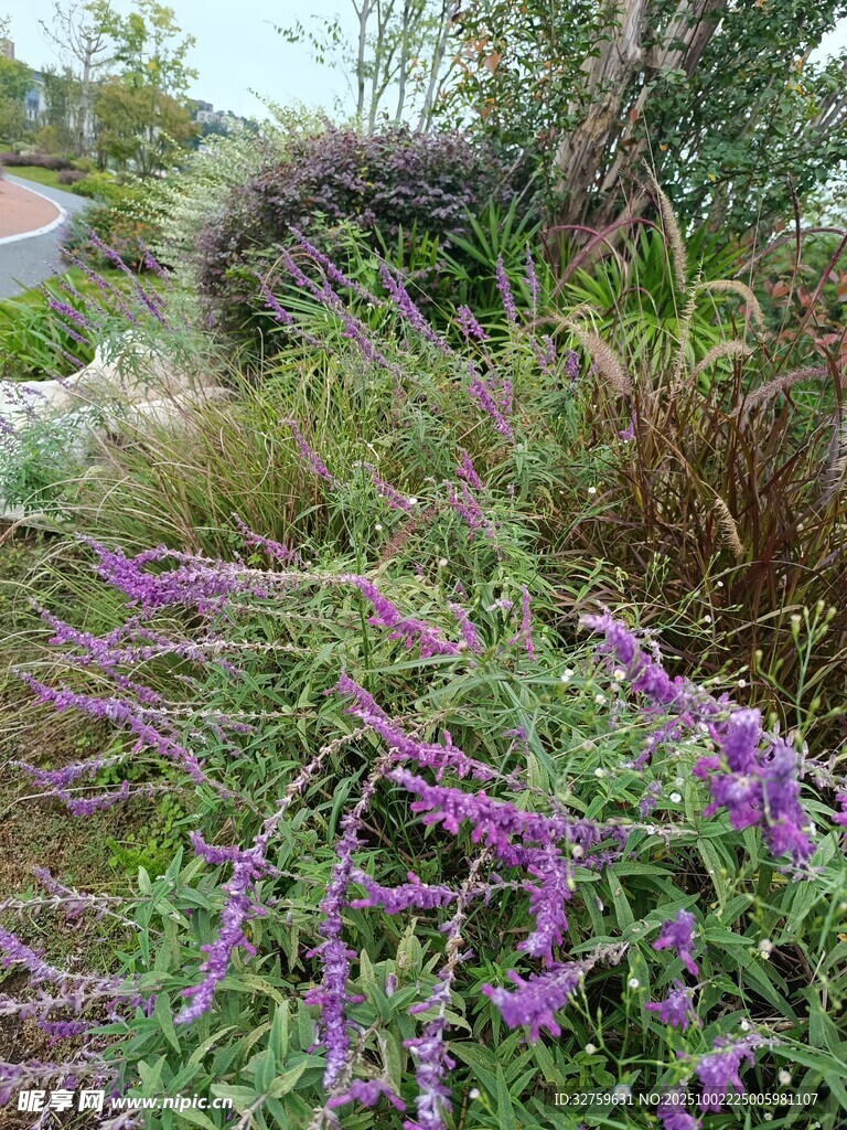 紫色花卉植物景觀