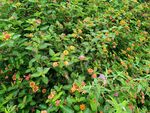 繁茂綠植