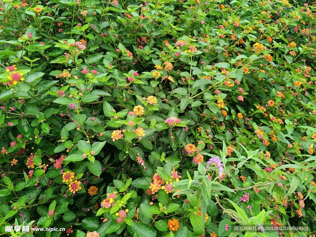 繁茂綠植