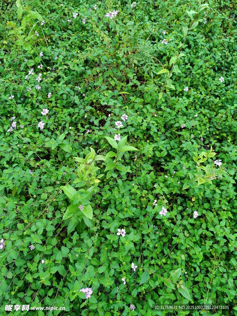 翠綠草地間點綴白色小花