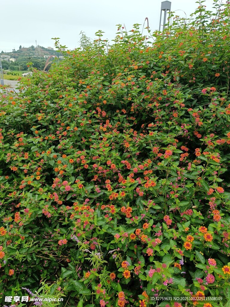 繁茂花叢