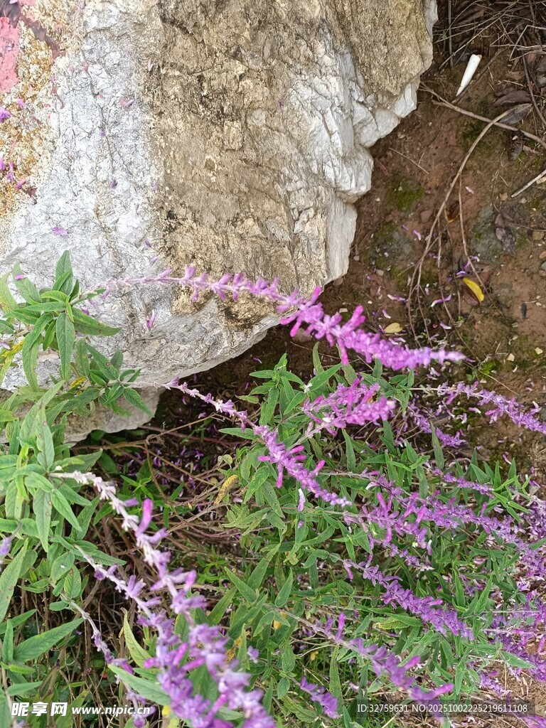 巖石旁綻放的紫色小花