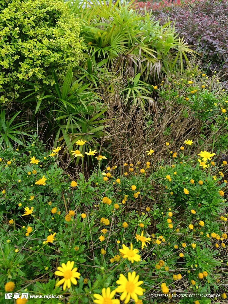 繁花盛開的綠植景觀