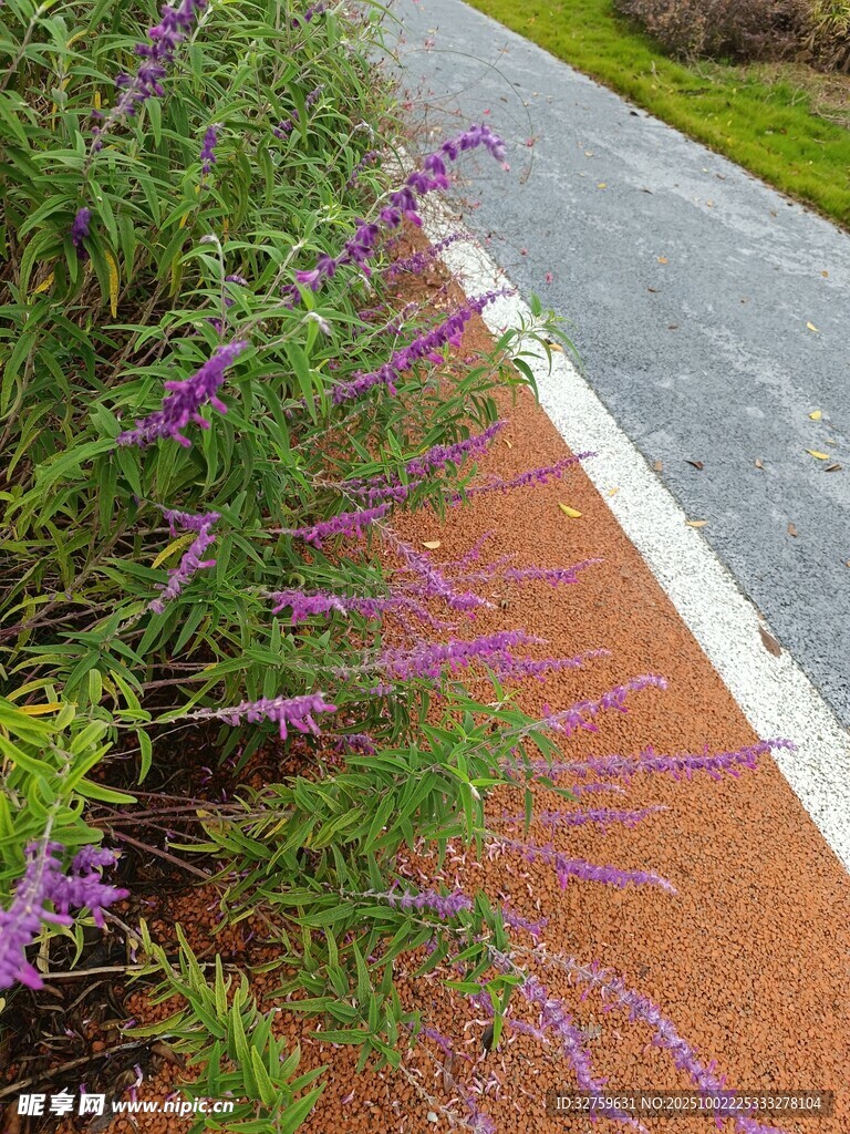 路邊紫色花卉與道路景觀