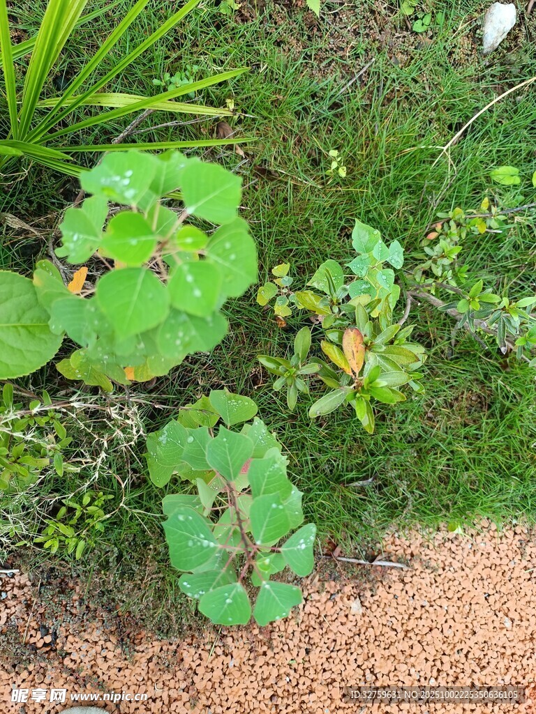 綠葉繁茂的地面植物景觀