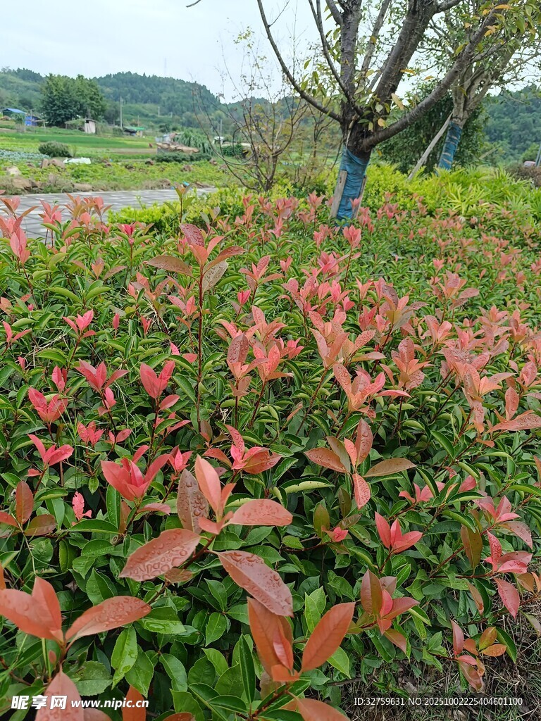 紅葉植物景觀 
