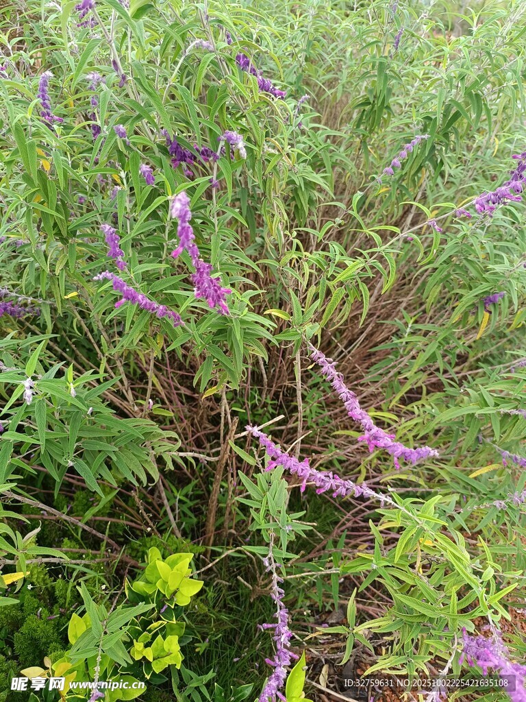紫色野花與綠植的自然景致