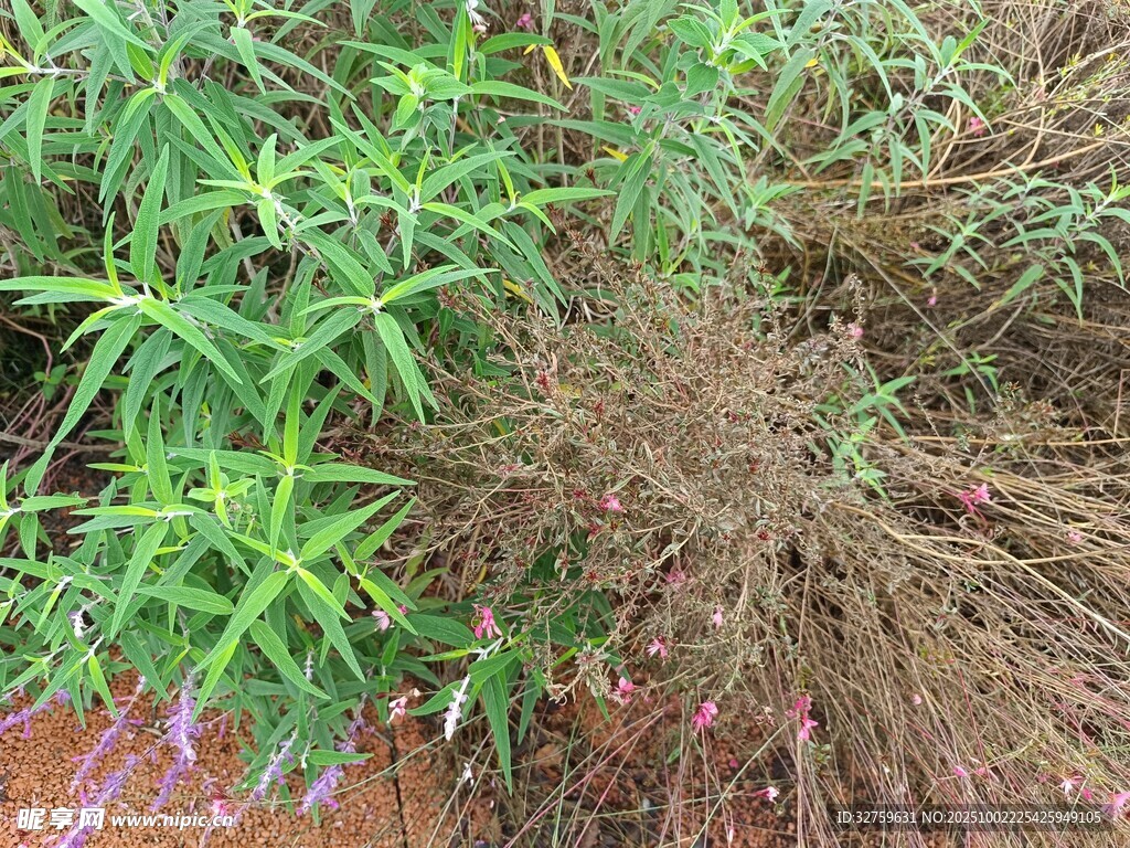 帶根綠色植物特寫(xiě)