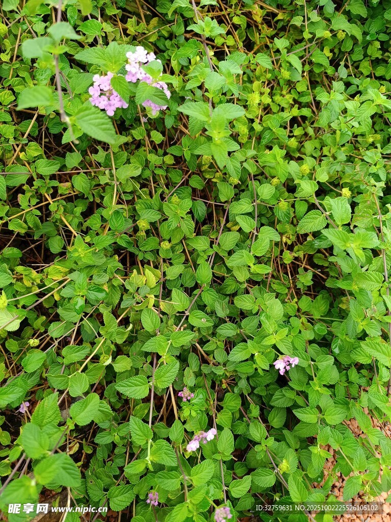 綠葉叢中的紫色小花