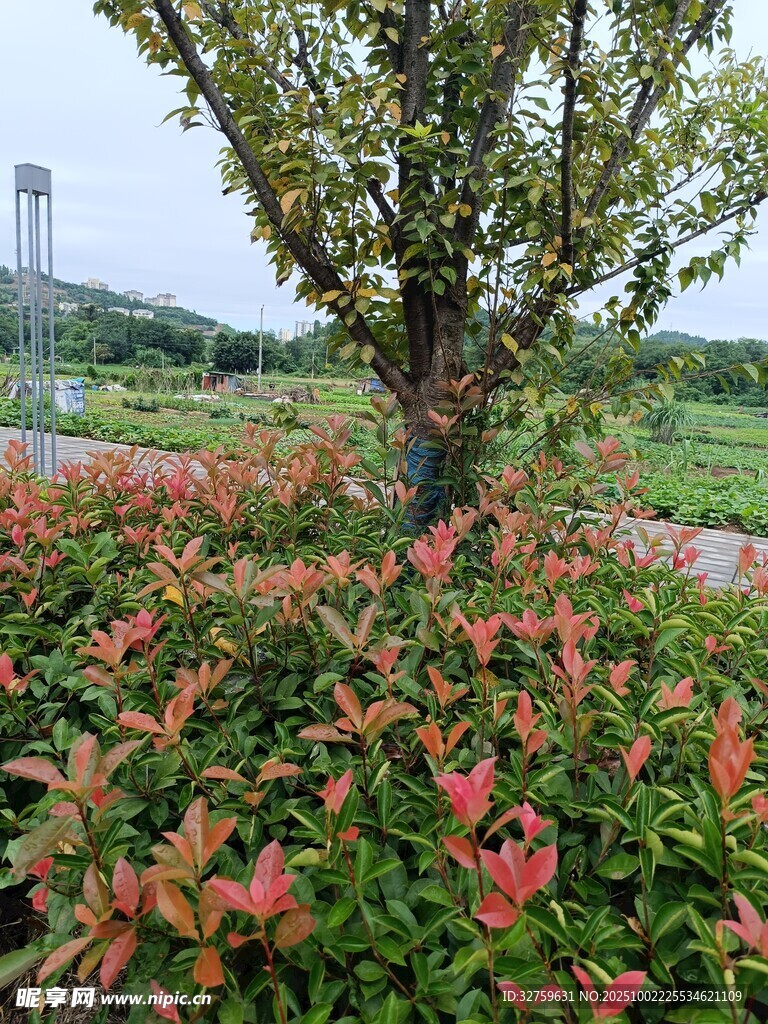 樹下紅葉綠植景觀