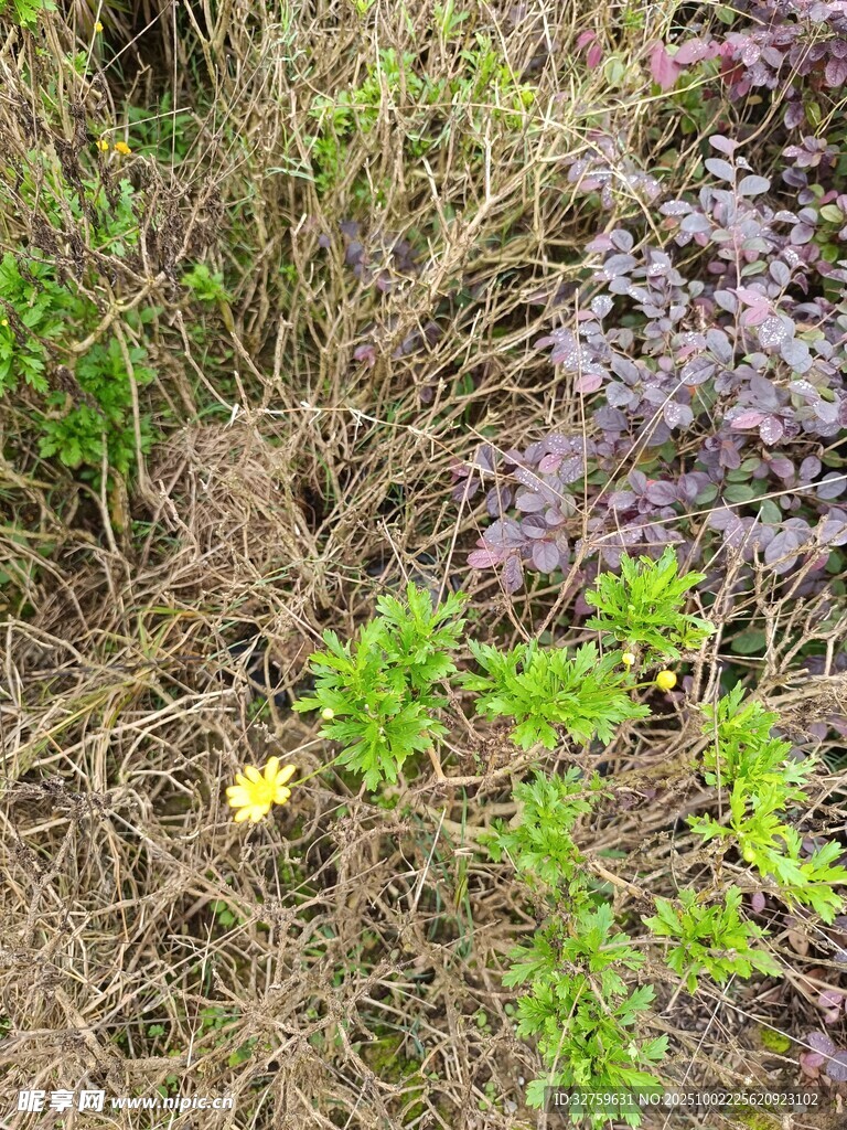 草叢中的黃色小花