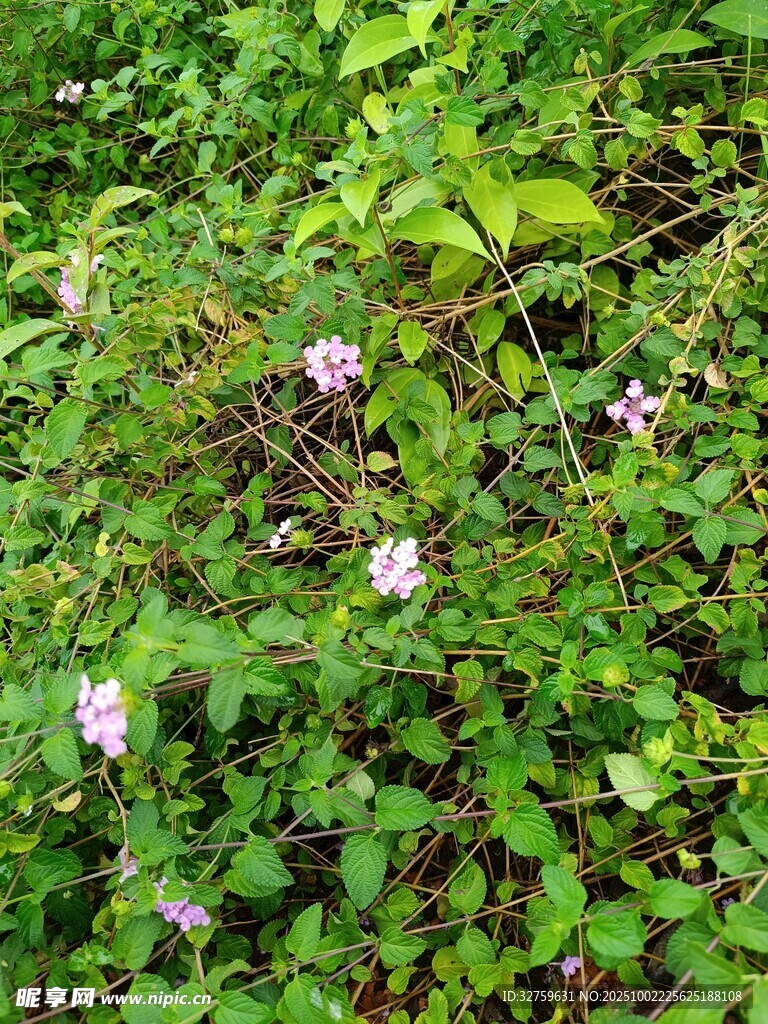 綠葉叢中的粉色小花