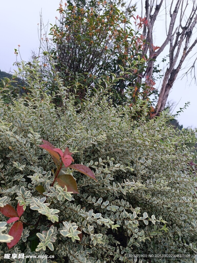 綠葉叢中一抹紅