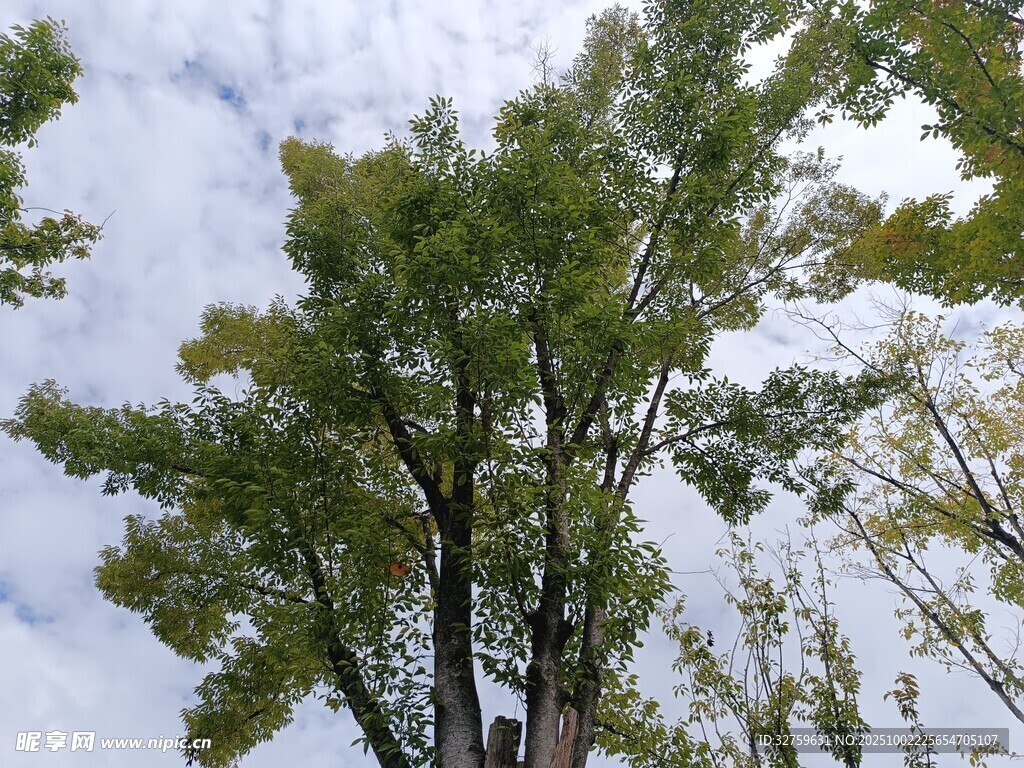 仰視蔥郁樹木與藍(lán)天白云