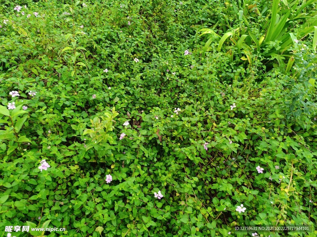 翠綠草地間點(diǎn)綴小白花