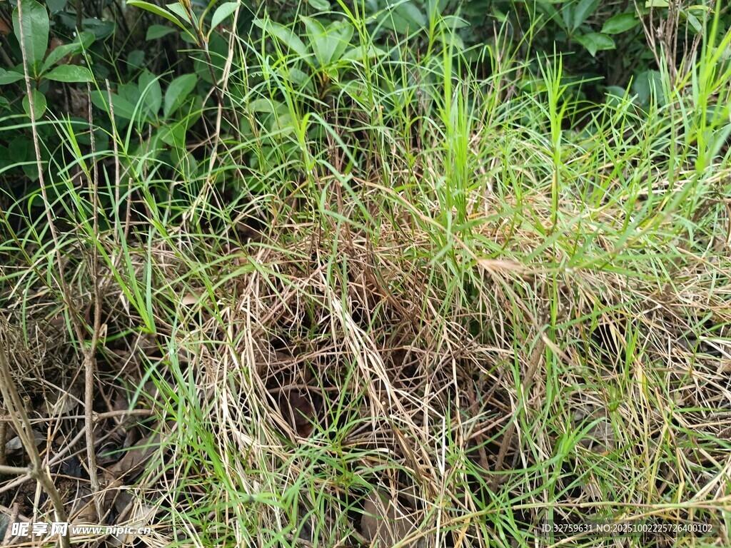 野外叢生雜草景象