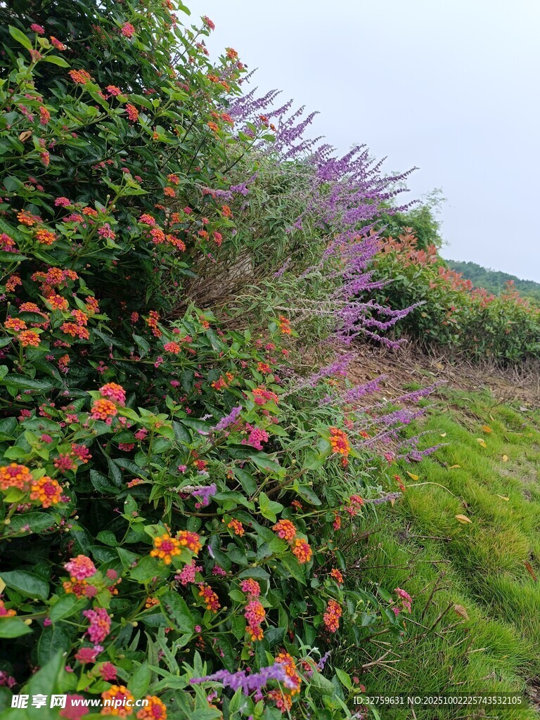 多彩花徑