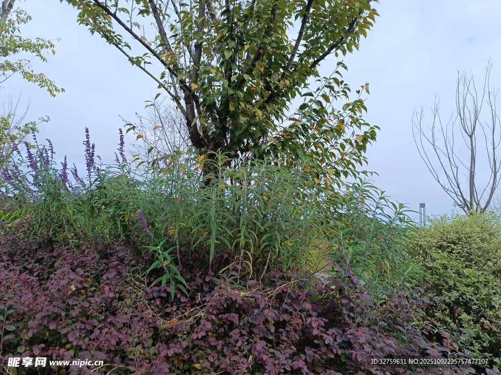 野外綠植與樹木風(fēng)景