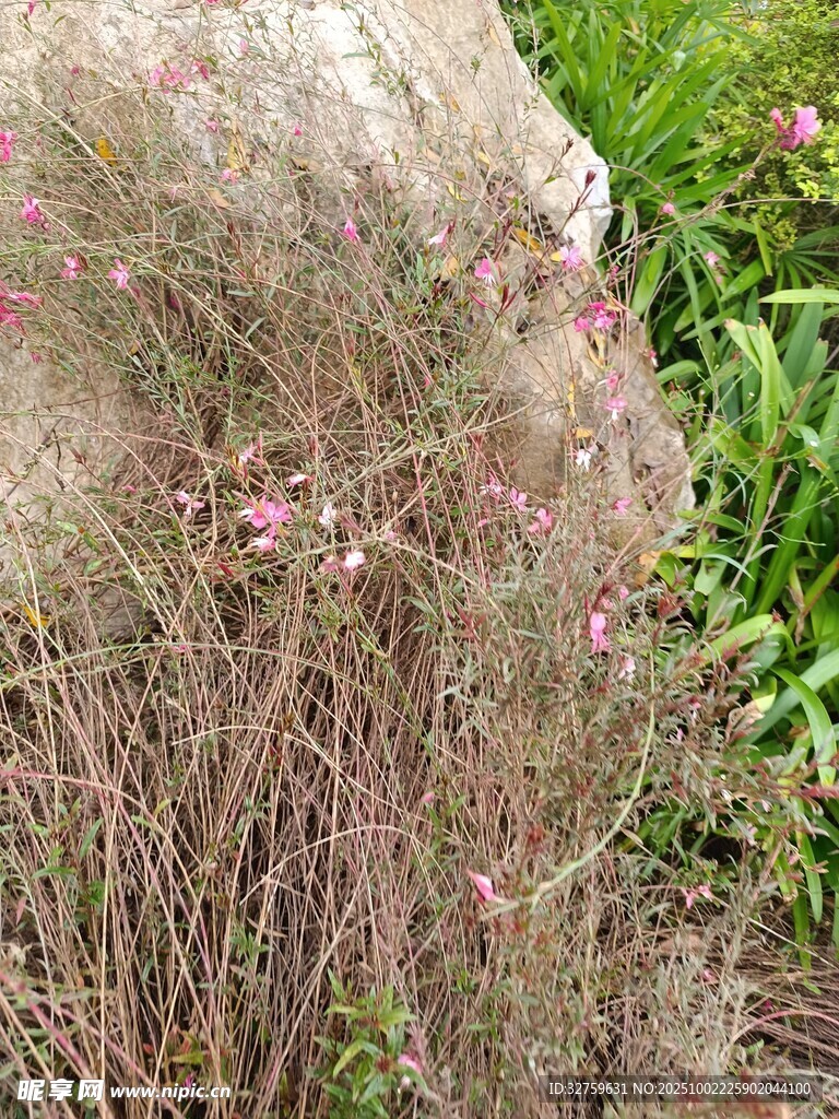 粉色小花與細長草莖景觀