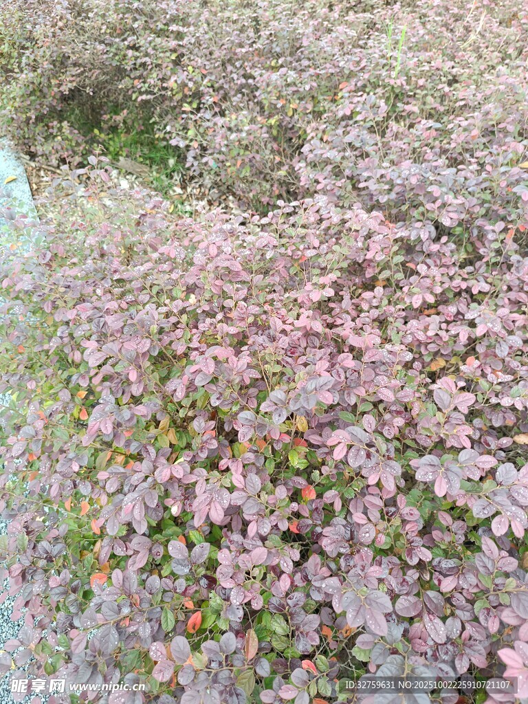 粉色繁茂植物景觀