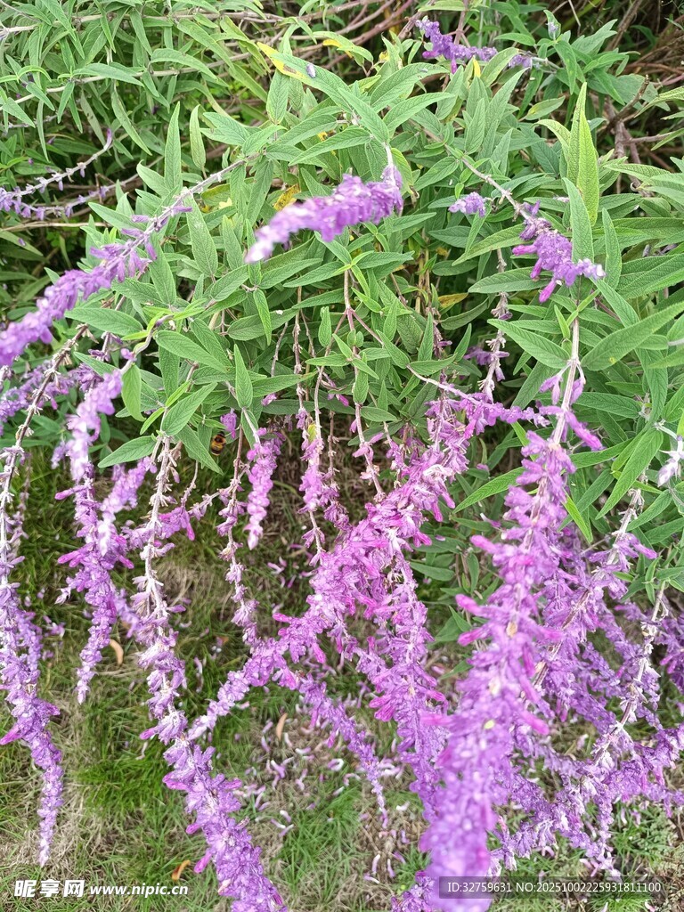 紫色垂穗花卉綻放綠意間