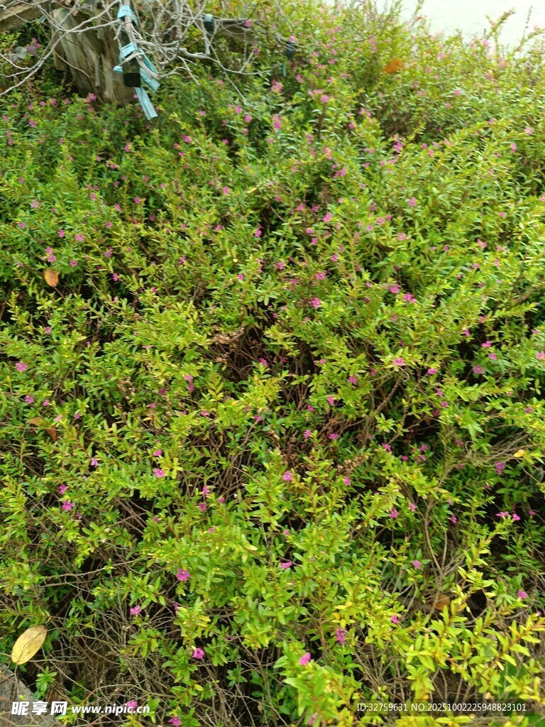 山坡上的繁茂綠色植物