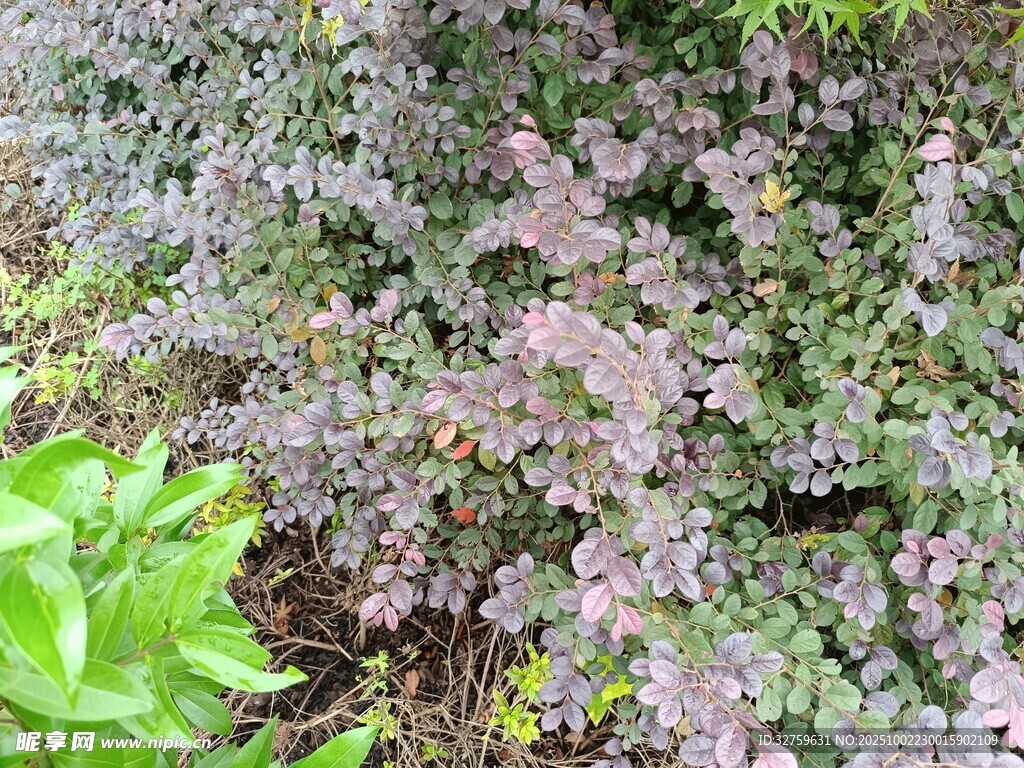紫色植物與綠葉景觀