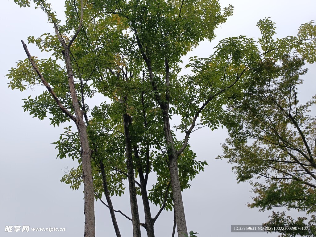 挺拔樹(shù)木 