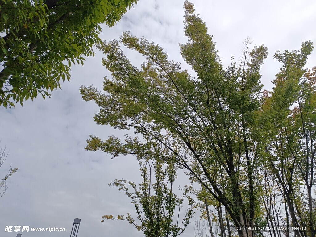 翠綠竹子在藍(lán)天背景下