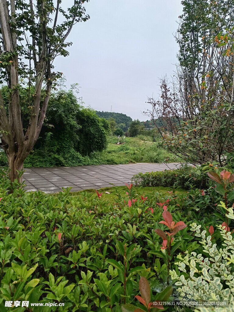 綠意盎然的戶外自然景觀