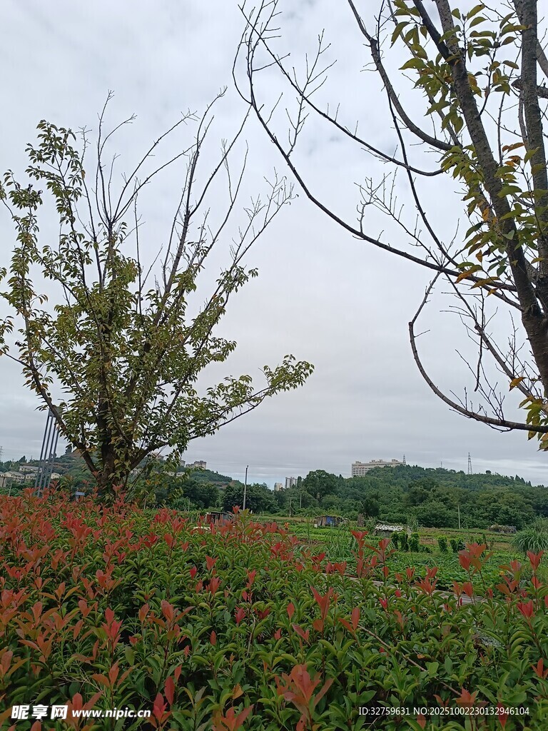 田野間的樹木與多彩植被