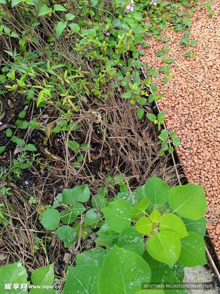 綠植與碎石的自然景致