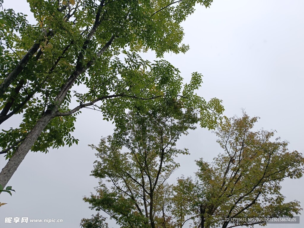 秋日樹林樹梢景致