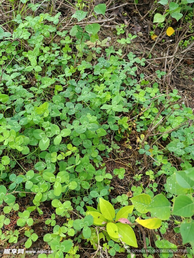 地面綠植景觀