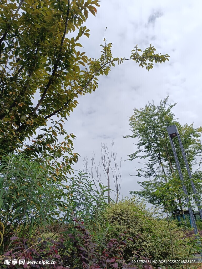 秋日野外樹林景致