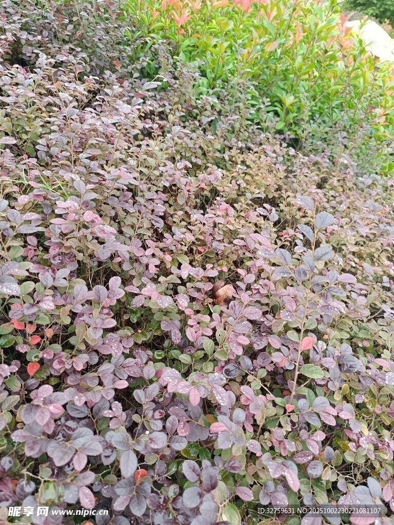 紫色葉片植物特寫