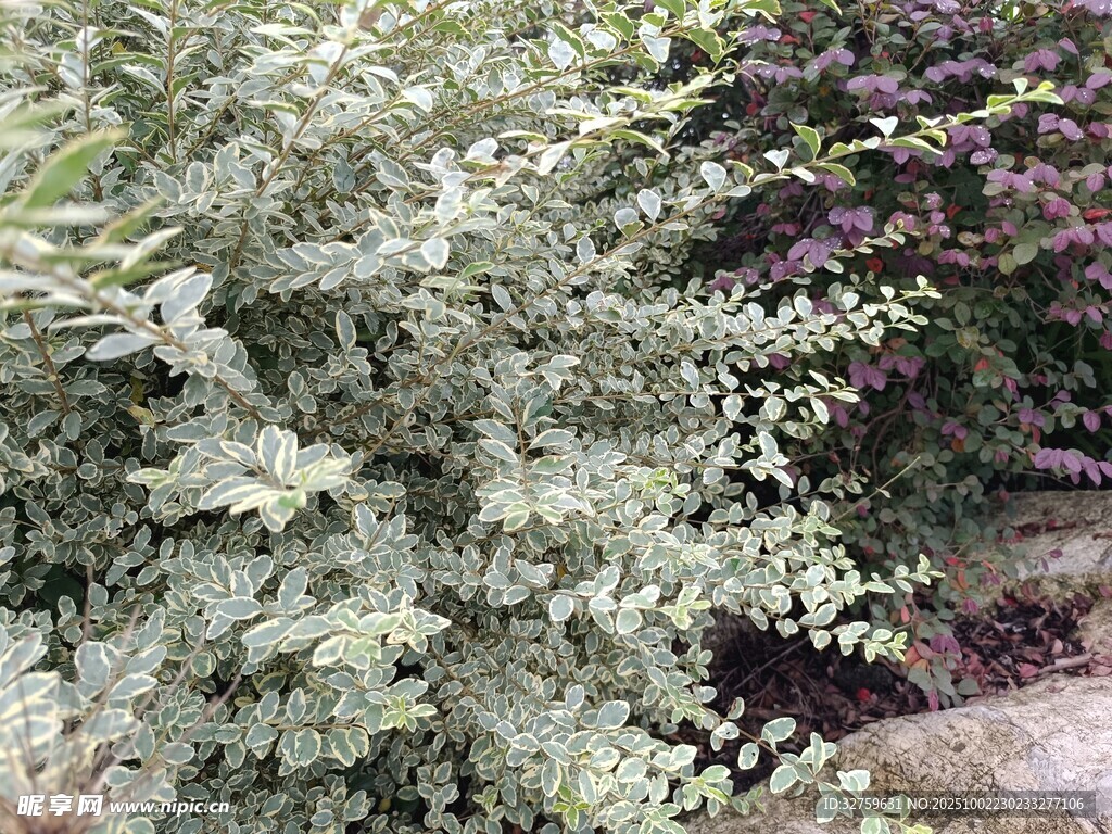 綠葉植物景觀