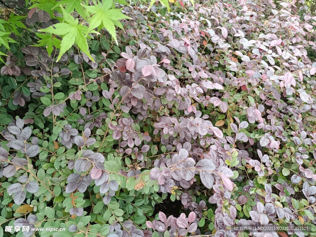 紫葉植物景觀