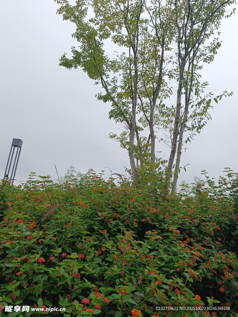 戶外綠植與樹木景觀