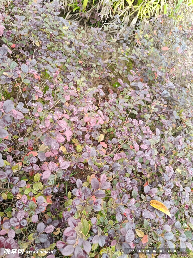 多彩花卉植物景觀