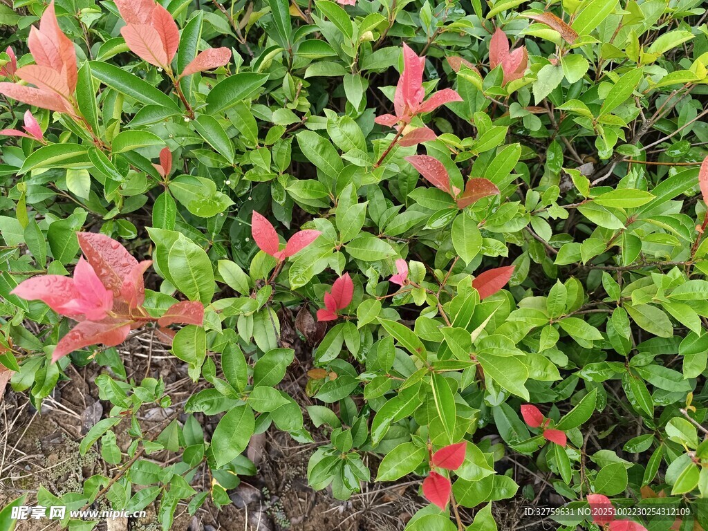 紅綠相間的多彩植物