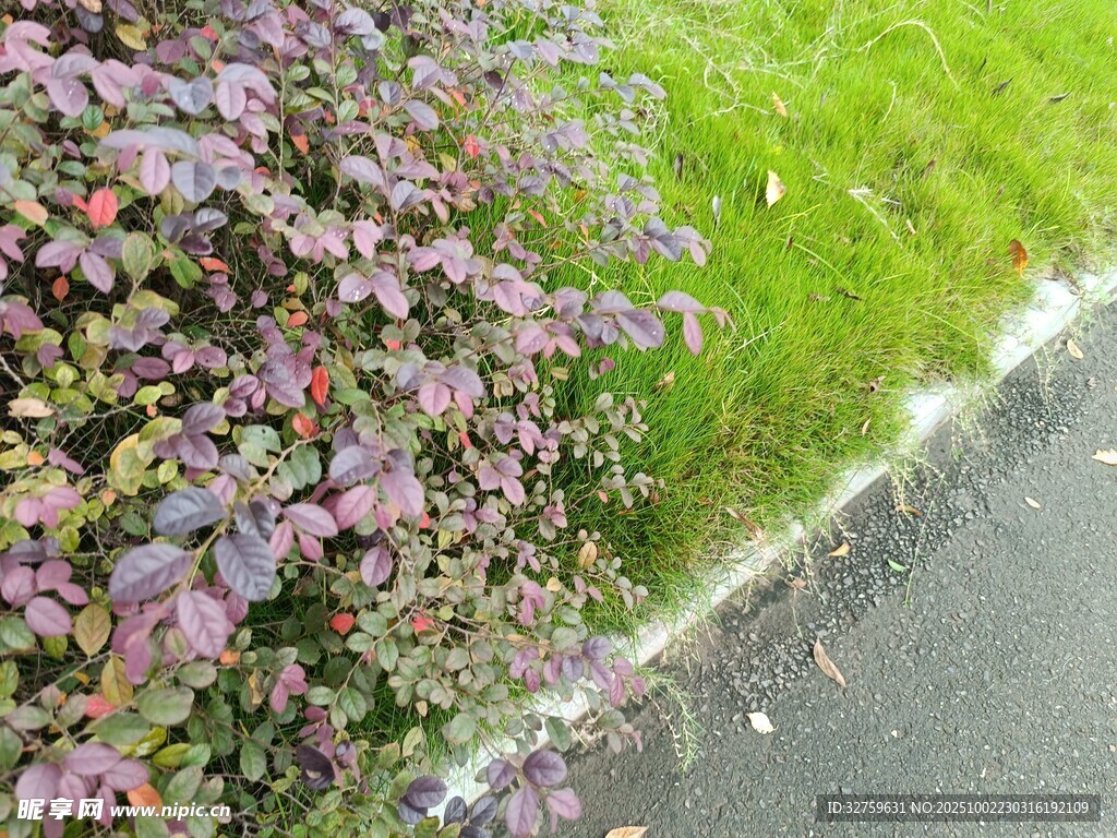 路邊紫葉植物與綠草