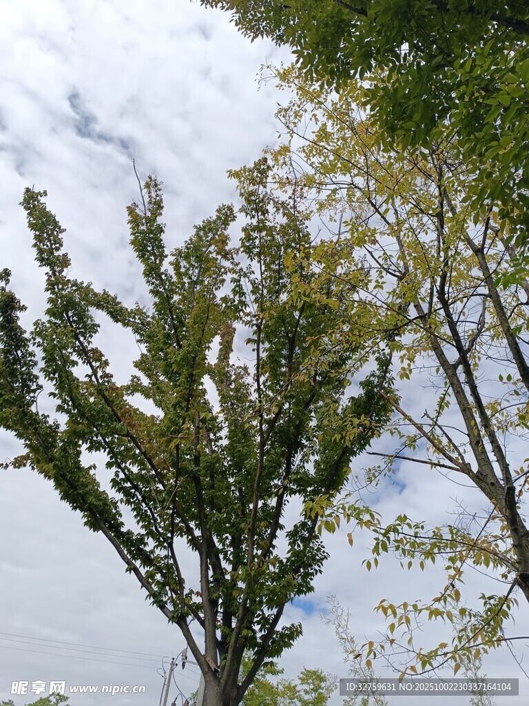 枝頭綠意