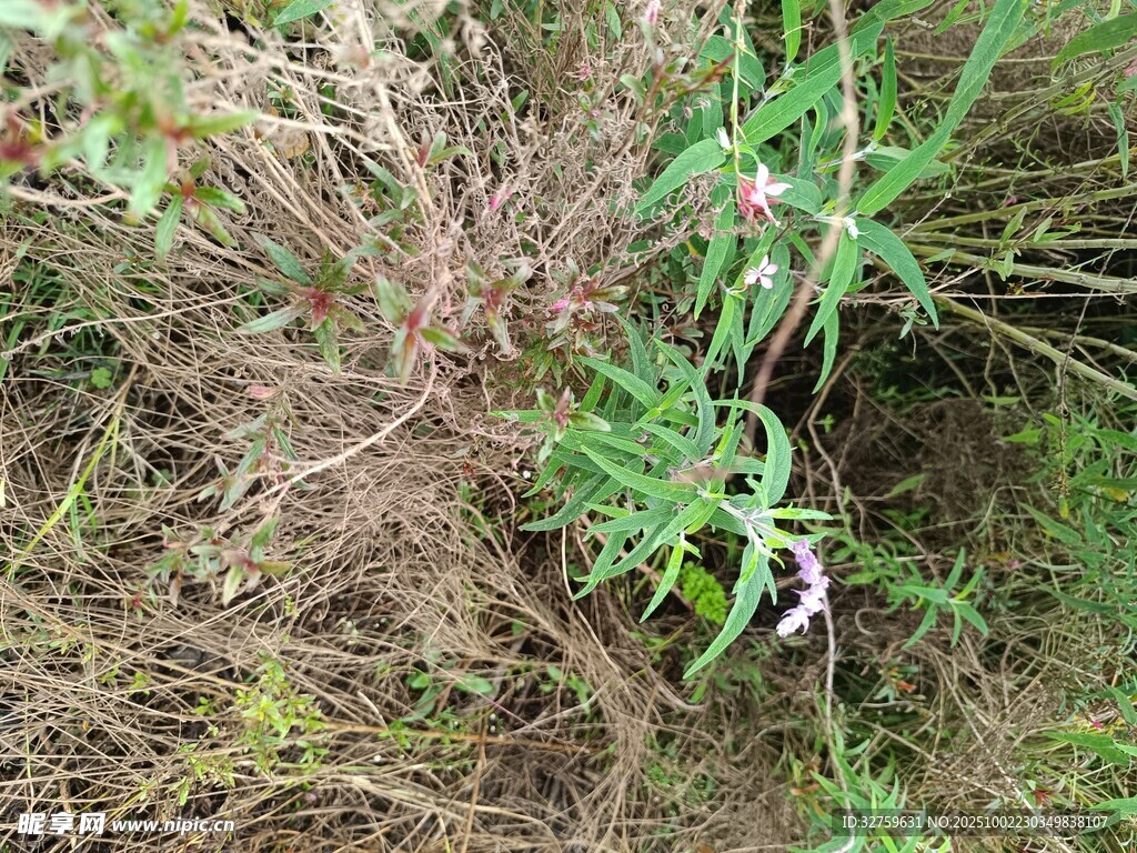 野外叢生植物景象
